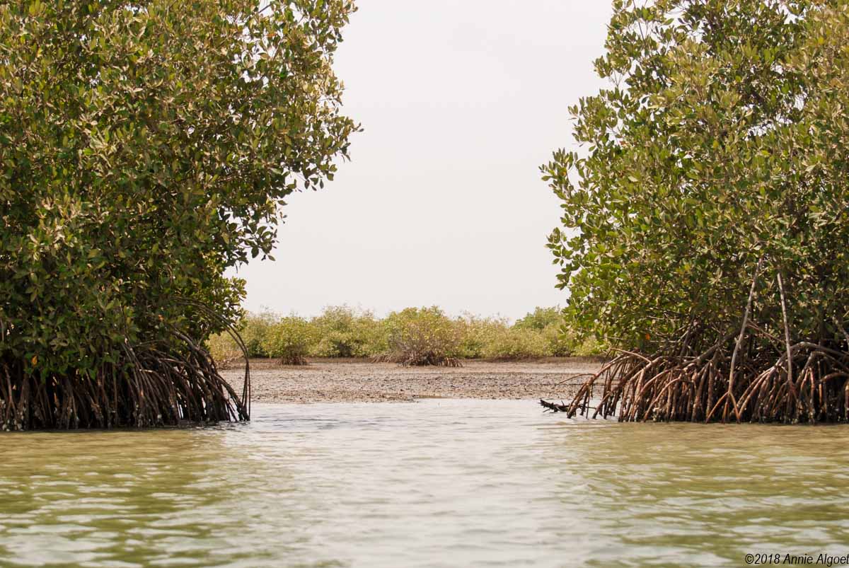 Mangroves Sine Saloum