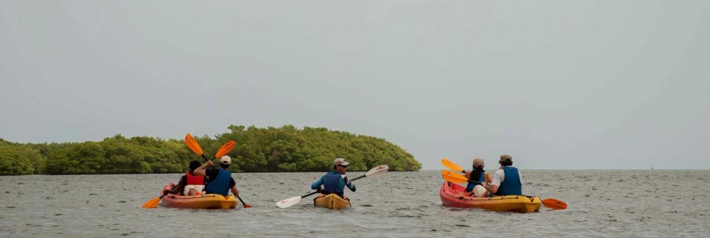 Kayak in the Mangroves.