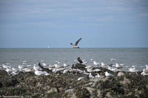 Cormorants and seagulls